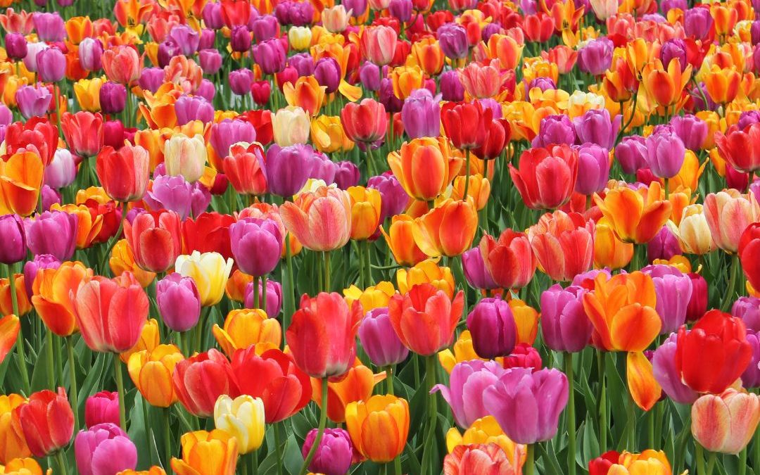 5 Spots to See Beautiful Spring Flowers in CT!