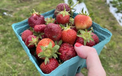 Where to go Strawberry Picking in CT!