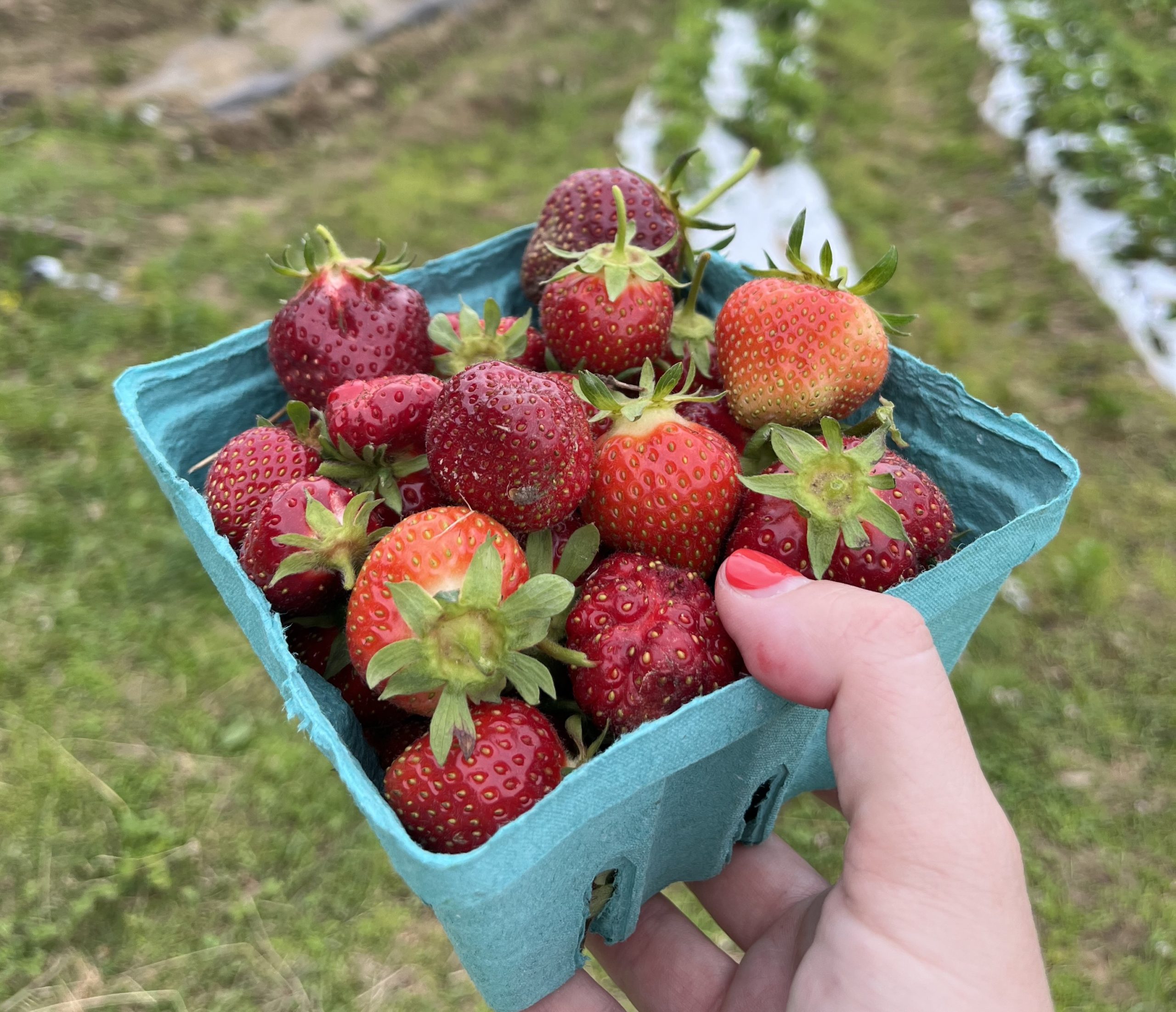Where to go Strawberry Picking in CT!