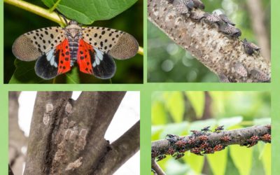 Mosquito Squad: Helping Fight the Spotted Lanternflies in CT